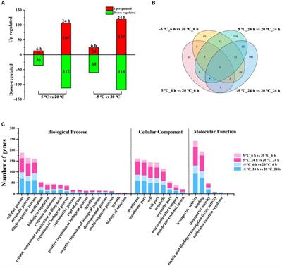 Investigation of cold-resistance mechanisms in cryophylactic yeast Metschnikowia pulcherrima based on comparative transcriptome analysis